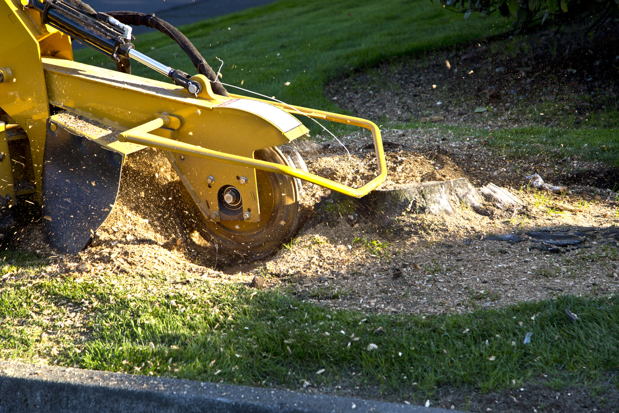 Stump Service in Wellington and Loxahatchee