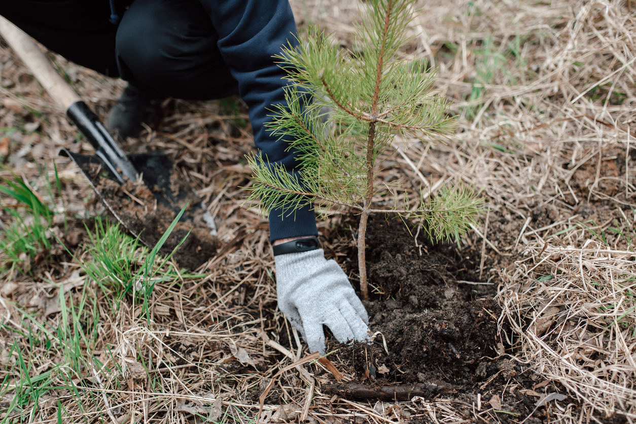 Tree Installation in Wellington and Loxahatchee