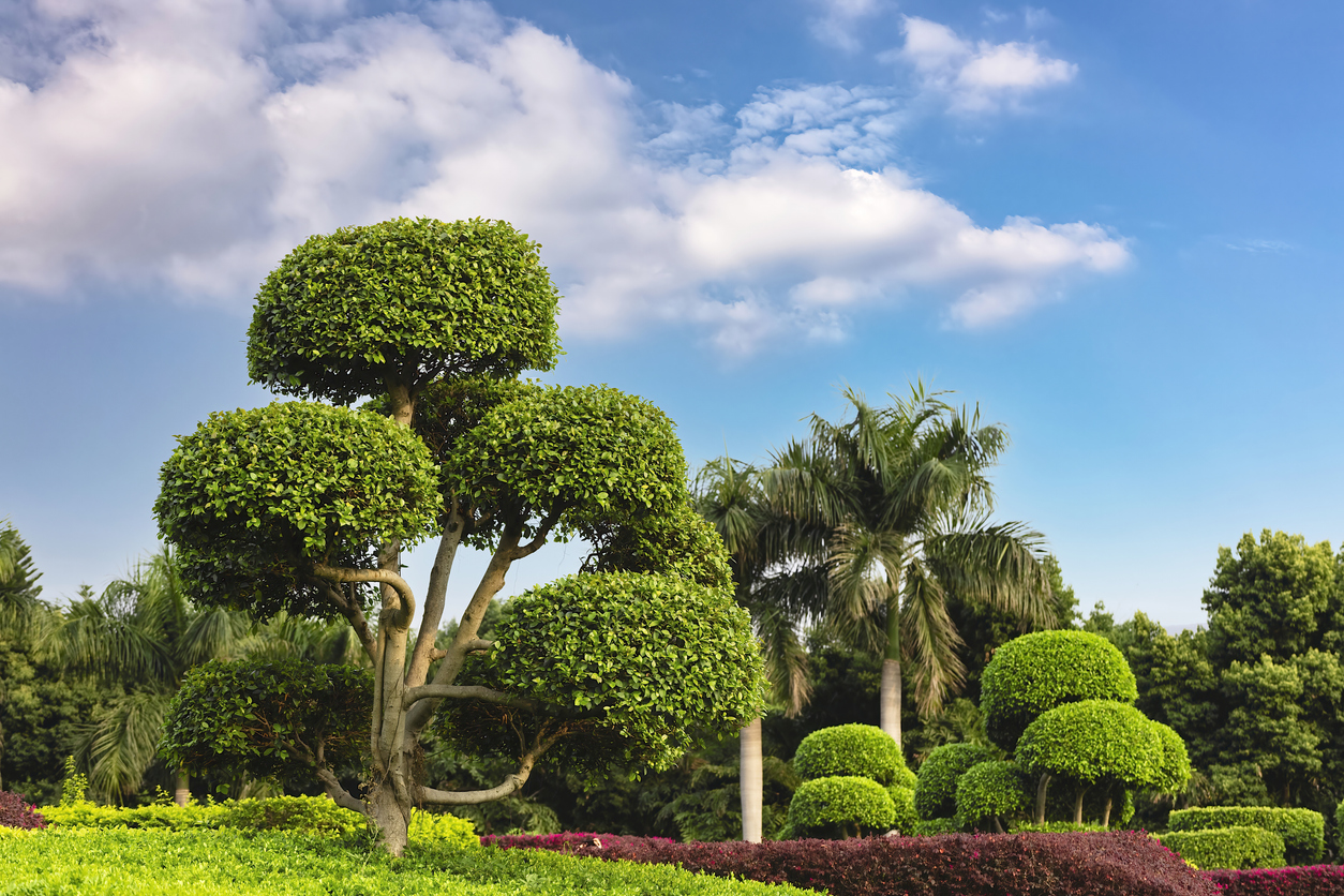 Tree Service in Wellington and Loxahatchee